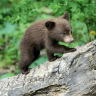 Ultimate Bear Cub