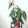 miscellaneous houseplant