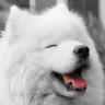 samoyed