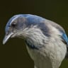 Scrub Jay