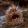 Fizzgig