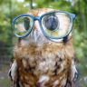 ConfusedOwl