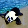 Ocean Panda